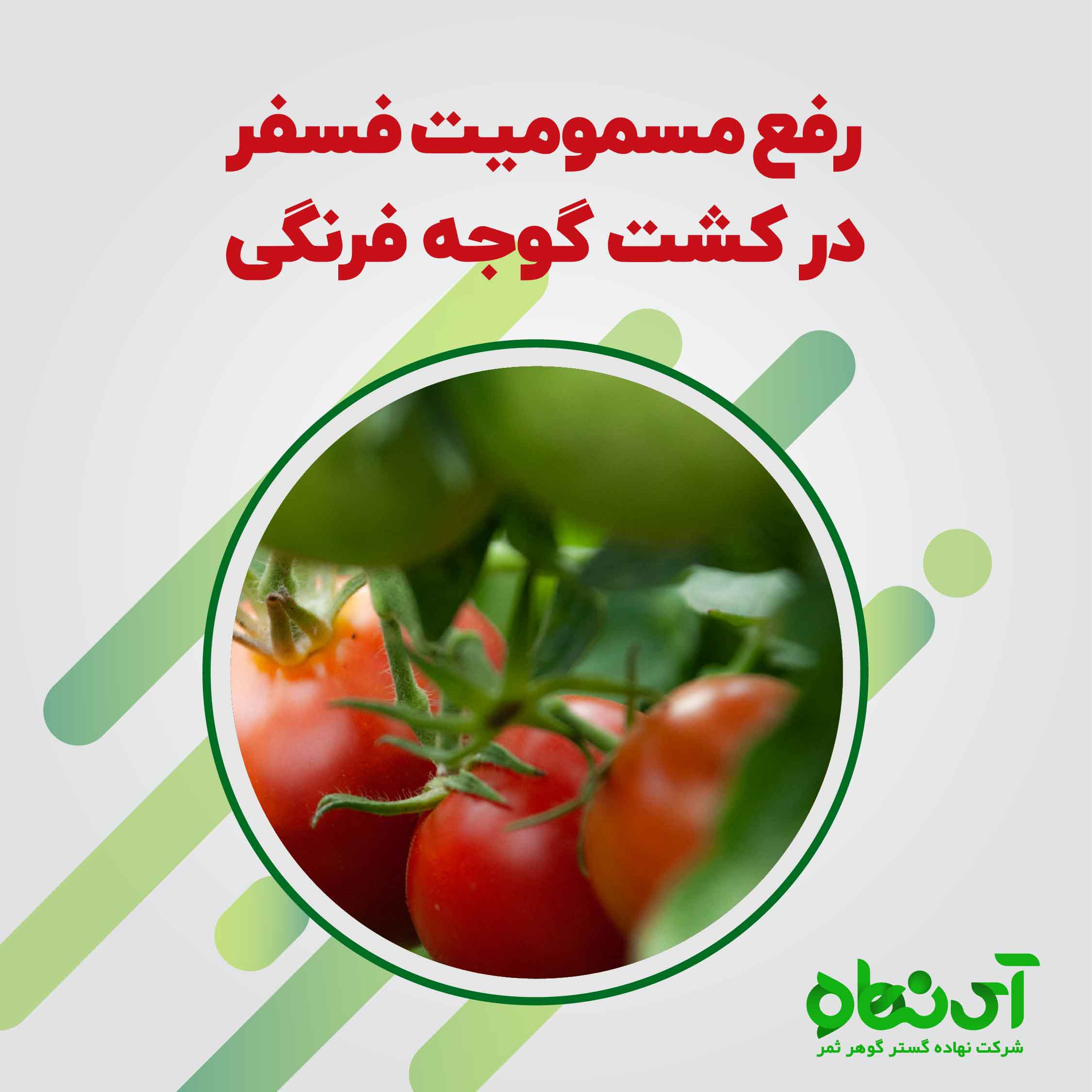 رفع مسمومیت فسفر در کشت گوجه فرنگی